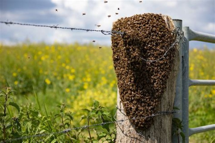 You Can't Bee Serious: Are Lucrative Bee Heists On The Rise?