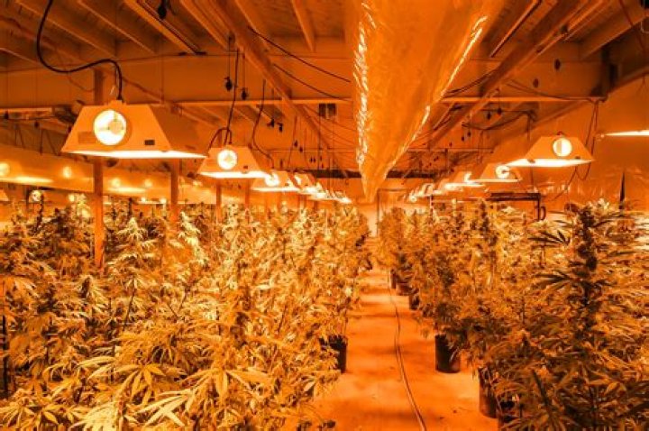 California Marijuana Market Could Grow To $6.5 Billion By 2020