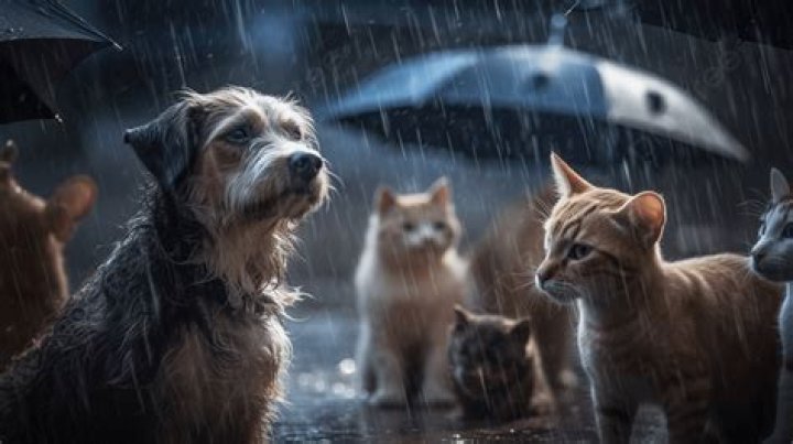 Texas Recycling Tycoon May Leave Entire $75 Million Personal Fortune... To His Dogs. Three Sons And Wife Would Get NOTHING.