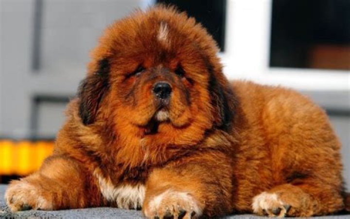 The 10 Most Expensive Dogs In The World